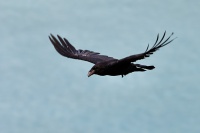 Krkavec velky - Kreta 5074